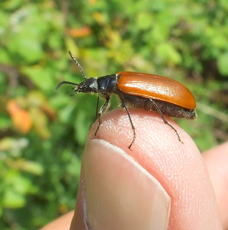 Omophlus lepturoides sulle infiorescenze di leccio.